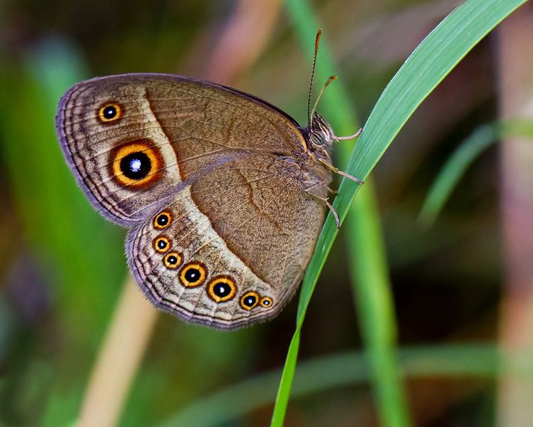蝶の羽の「衣替え」を制御する遺伝子スイッチ、その進化の起源に迫る